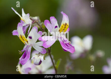 butterfly flower, Poor man's orchid (Schizanthus pinnatus), flowers Stock Photo
