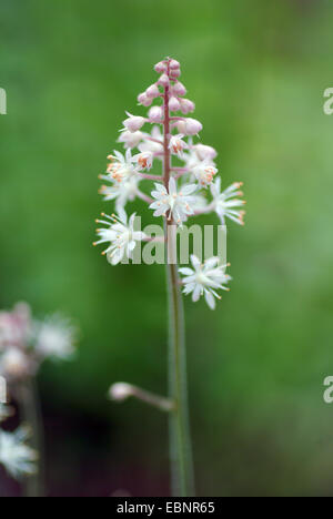 Цветок тиарелла фото