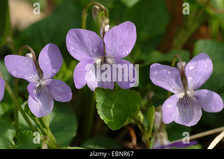 common violet, common dog-violet (Viola riviniana), flowers, Germany Stock Photo