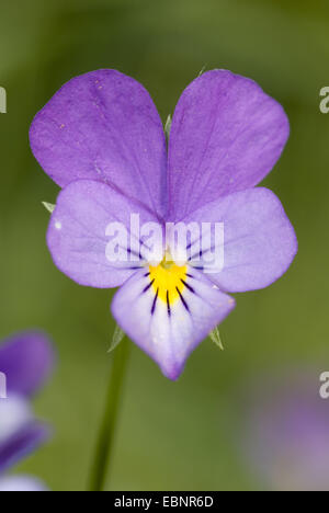 heart's ease, heartsease, wild pansy, three colored violet (Viola tricolor), flower, Germany Stock Photo