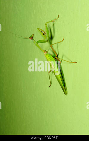 Praying Mantis  (Hierodula cf. membranacea), Praying Mantis from Sri Lanka, Sri Lanka, Sinharaja Forest National Park Stock Photo