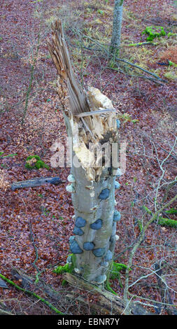common beech (Fagus sylvatica), view from above of a beef forest with broken beech trunk with bracket fungi, Germany, Mecklenburg-Western Pomerania, Ruegen Stock Photo