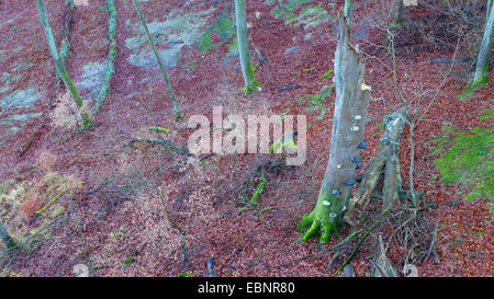 common beech (Fagus sylvatica), view from above of a beef forest with broken beech trunk with bracket fungi, Germany, Mecklenburg-Western Pomerania, Ruegen Stock Photo