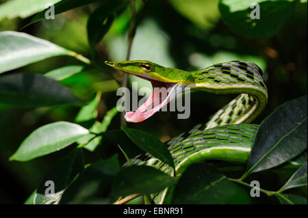Longnose whipsnake, Green vine snake (Ahaetulla nasuta), threatening with mouth open, Sri Lanka, Sinharaja Forest National Park