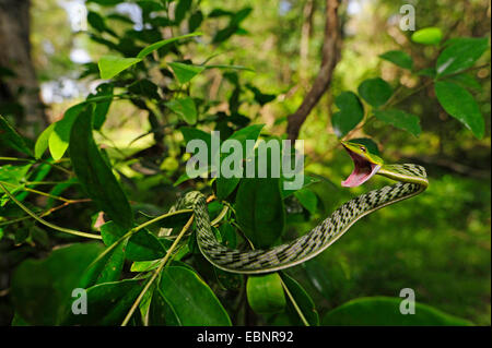 Longnose whipsnake, Green vine snake (Ahaetulla nasuta), threatening, Sri Lanka, Sinharaja Forest National Park Stock Photo