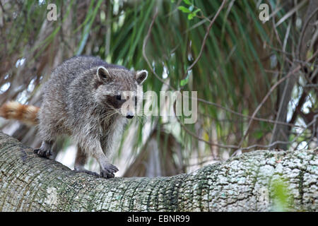 common raccoon (Procyon lotor), young racoon goes on a palm stem, USA, Florida, Fort de Soto Stock Photo