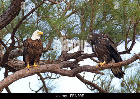 American bald eagle (Haliaeetus leucocephalus), adult bird sits with a young eagle in a pine tree, USA, Florida Stock Photo