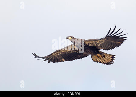 American bald eagle (Haliaeetus leucocephalus), flying immature eagle, USA, Florida Stock Photo