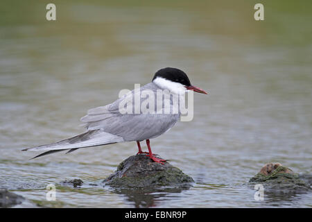 whiskered tern (Chlidonias hybrida), stands on a stone in the water, Greece, Lesbos Stock Photo