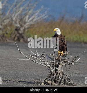 American bald eagle (Haliaeetus leucocephalus), adult eagle sits on a mangrove bush, USA, Florida, Merritt Island Stock Photo