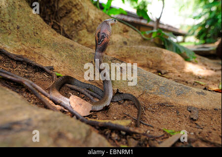 common cobra, Indian cobra (Naja naja), in defence posture at village edge, Sri Lanka Stock Photo