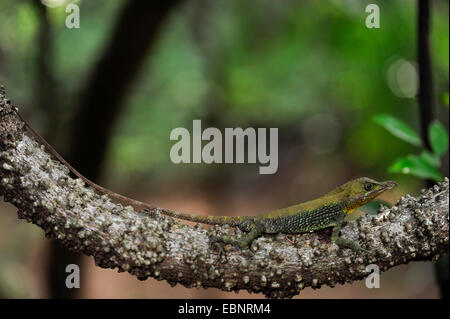 A Leaf-nosed Lizard (Ceratophora tennentii) in the rainforest at night ...