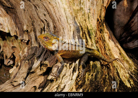 common bloodsucker, Indian variable lizard, variable agama, chameleon (Calotes versicolor), on a tree snag, Sri Lanka Stock Photo