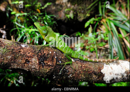 common tree lizard (Calotes calotes), on a branch, Sri Lanka, Sinharaja Nationalpark Stock Photo