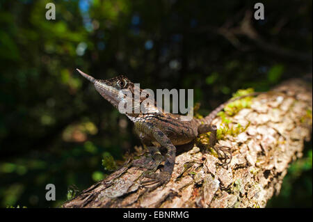 Rhino-horned Lizard (Ceratophora stoddartii), male, Sri Lanka, Horton-Plains-Nationalpark Stock Photo