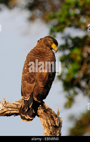 crested serpent eagle (Spilornis cheela), sitting on a branch, Sri Lanka, Wilpattu National Park Stock Photo