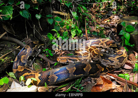 Burmese python, Indian python (Python molurus), rolled-up, Sri Lanka, Sinharaja Forest National Park Stock Photo