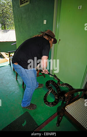 Burmese python, Indian python (Python molurus), man catching an adult Burmese python in a house, Sri Lanka, Sinharaja Forest National Park Stock Photo