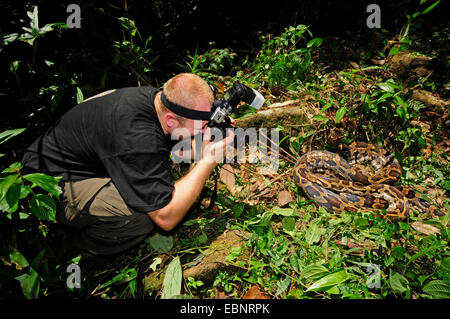 Burmese python, Indian python (Python molurus), natur photographer taking a photo of a Burmese python, Sri Lanka Stock Photo