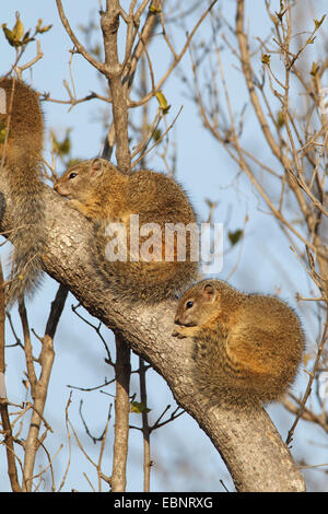 Smith's bush squirrel (Paraxerus cepapi), squirrels warm up on a tree stem in the morning sun, South Africa, Kruger National Park Stock Photo