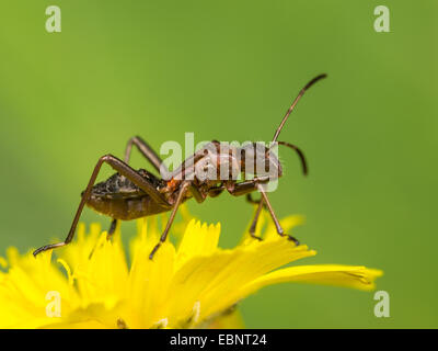 Ant bug, Redbacked bug, Redbacked broad-headed bug (Alydus calcaratus), old larvae (L5) on hawksbeard, Germany Stock Photo