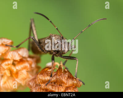 Ant bug, Redbacked bug, Redbacked broad-headed bug (Alydus calcaratus), on faded Hop Trefoil blooms, Germany Stock Photo