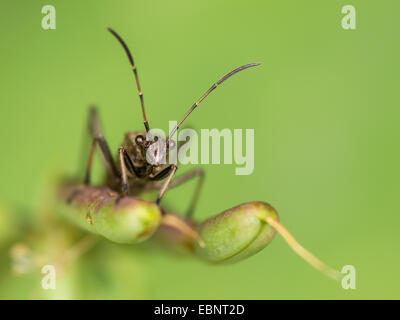 Ant bug, Redbacked bug, Redbacked broad-headed bug (Alydus calcaratus), on the fruit stand Lotus corniculatus, Germany Stock Photo