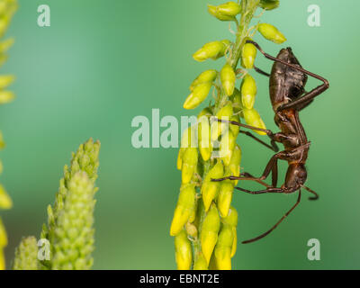 Ant bug, Redbacked bug, Redbacked broad-headed bug (Alydus calcaratus), old larvae (L5) on sweet clover, Germany Stock Photo