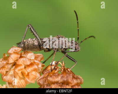 Ant bug, Redbacked bug, Redbacked broad-headed bug (Alydus calcaratus), on faded Hop Trefoil blooms, Germany Stock Photo