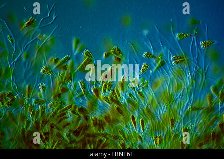 diatoms in differential interference contrast Stock Photo
