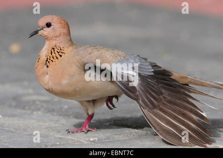 Spotted-necked dove (Streptopelia chinensis), stretching one wing, Sri Lanka Stock Photo