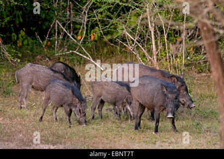 Indian wild boar, Indian pig, Indian wild boar (Sus scrofa affinis, Sus affinis), pack at eating, Sri Lanka, Willpatu Nationalpark Stock Photo