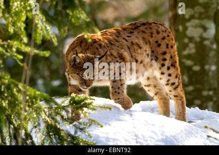 Eurasian lynx (Lynx lynx), lurking for pery in winter, Germany, Bavaria, Bavarian Forest National Park Stock Photo