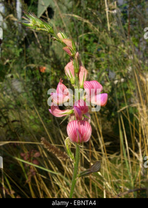 common sainfoin (Onobrychis viciifolia), inflorescence, Germany Stock Photo