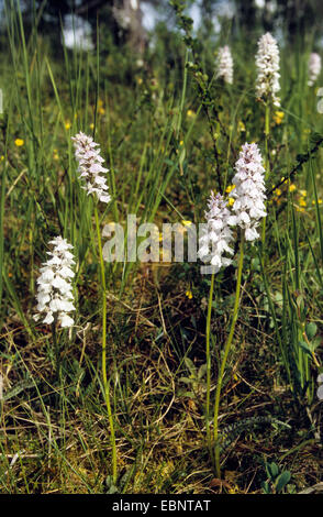 Short spurred fragant orchid (Gymnadenia odoratissima), blooming, Germany Stock Photo
