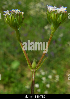 Narrow-fruited cornsalad (Valerianella dentata), blooming, Germany Stock Photo
