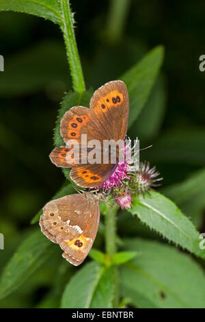 Arran brown, Ringlet butterfly (Erebia ligea), sitting on a plant, Germany Stock Photo