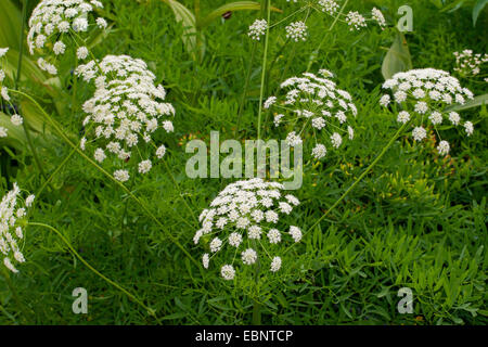 Laserwort, Mountain Laser (Laserpitium siler), blooming, Germany Stock Photo