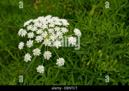 Laserwort, Mountain Laser (Laserpitium siler), blooming, Germany Stock Photo