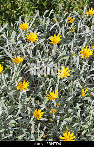 Treasureflower, Treasure-flower, Treasure flower (Gazania krebsiana, Gazania nivea), blooming Stock Photo