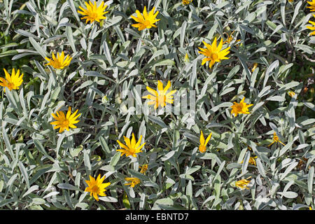 Treasureflower, Treasure-flower, Treasure flower (Gazania krebsiana, Gazania nivea), blooming Stock Photo