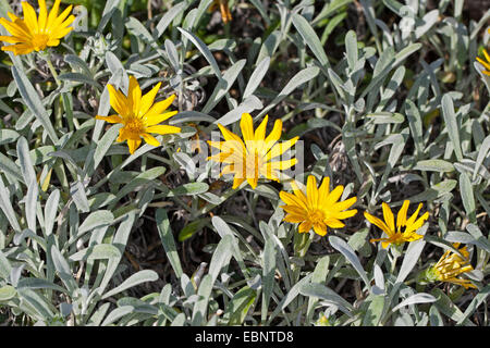 Treasureflower, Treasure-flower, Treasure flower (Gazania krebsiana, Gazania nivea), blooming Stock Photo