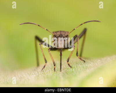 Ant bug, Redbacked bug, Redbacked broad-headed bug (Alydus calcaratus), sucks on a plant leaf, Germany Stock Photo
