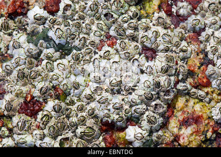 Modest barnacle (Elminius modestus), adhere on a rock at the coast, Germany Stock Photo