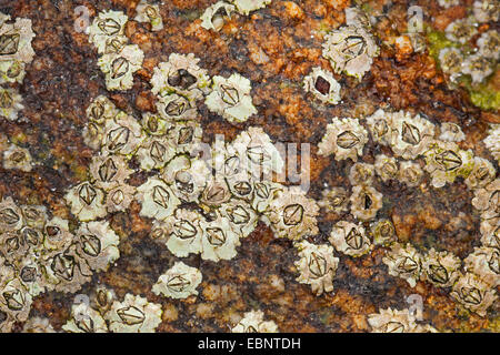 Modest barnacle (Elminius modestus), adhere on a rock at the coast, Germany Stock Photo