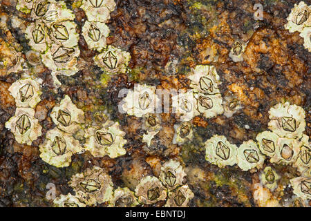 Modest barnacle (Elminius modestus), adhere on a rock at the coast, Germany Stock Photo