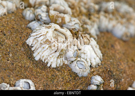 Northern rock barnacle, Acorn barnacle, Common rock barnacle (Semibalanus balanoides, Balanus balanoides), on a rock at seashore, Germany Stock Photo