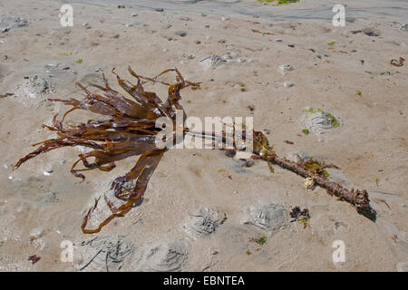 Mirkle, Kelpie, Liver weed, Pennant weed, Strapwrack, Cuvie, Tangle, Split whip wrack, Oarweed (Laminaria hyperborea), washed up on the beach, Germany Stock Photo