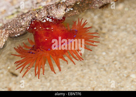 Beadlet anemone, Red sea anemone, Plum anemone, Beadlet-anemone (Actinia equina), unterwater, Germany Stock Photo