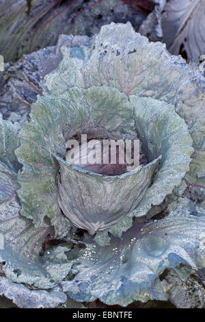 red cabbage (Brassica oleracea var. capitata f. rubra), single head of red cabbage, Germany Stock Photo